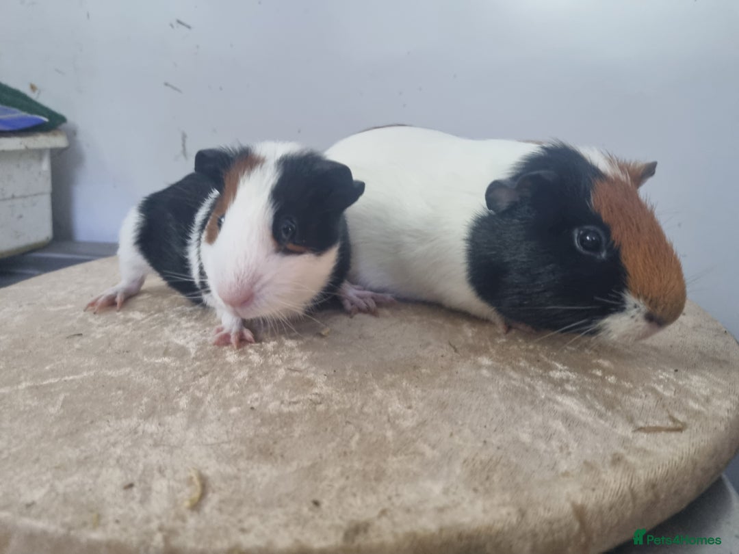 Guinea Pig rodents for sale: Pair of Male Guinea Pigs - Advert 3