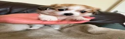 Pomeranian dogs for sale: Three Pomeranian puppies for sale in Preston - Advert 7