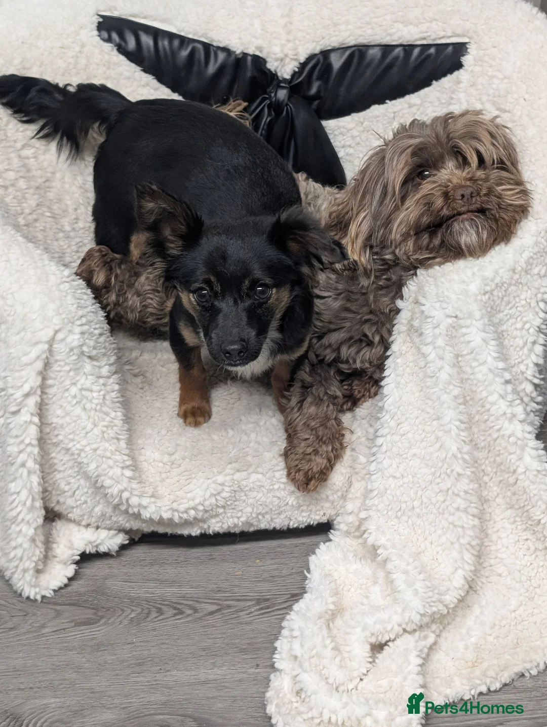 Mixed Breed dogs for sale: Shipoochis  - Advert 7