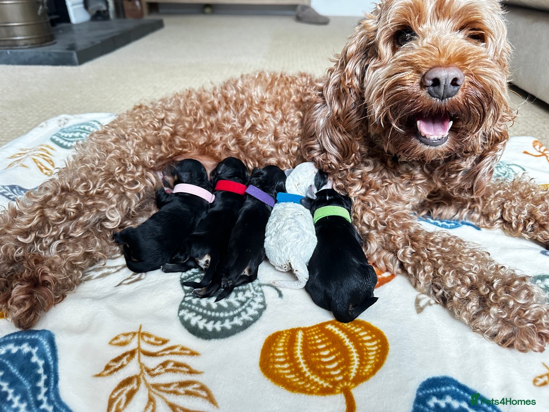 Cockapoo dogs for sale: Beautiful F1b Cockapoo Puppies Ready 14th November - Image 1