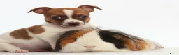 Jack Russell dogs for sale: Adorable mini Jack Russell babies  - Advert 6
