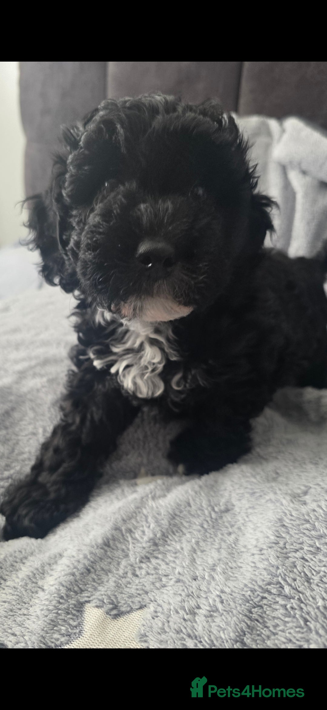 Cockapoo dogs for sale: BEAUTIFUL F1B COCKAPOO BABBIES  - Image 12
