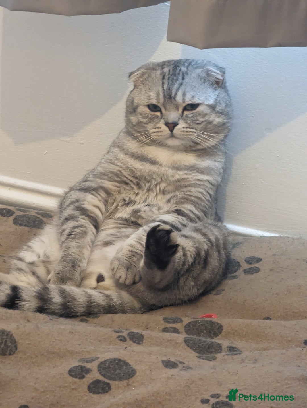 Scottish Fold cats for stud: Stud for a Queen  - Advert 2