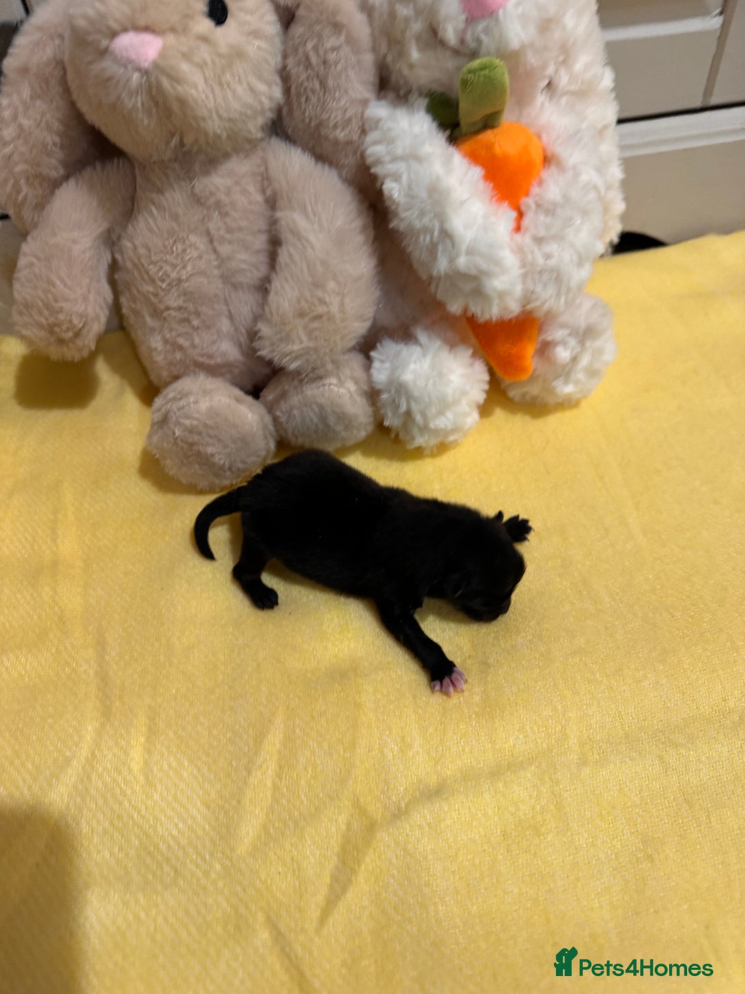 Pomeranian dogs for sale: Black and Tan females 🩷🎀 - Advert 2