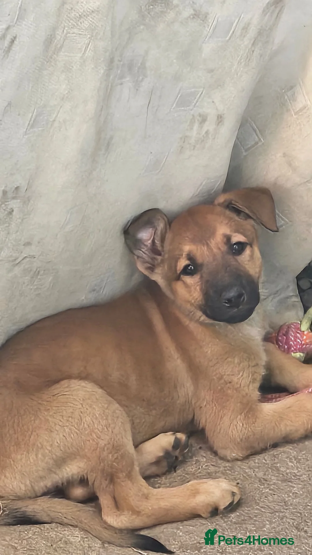 Mixed Breed dogs for sale: Belgium shepherd puppies  - Advert 2