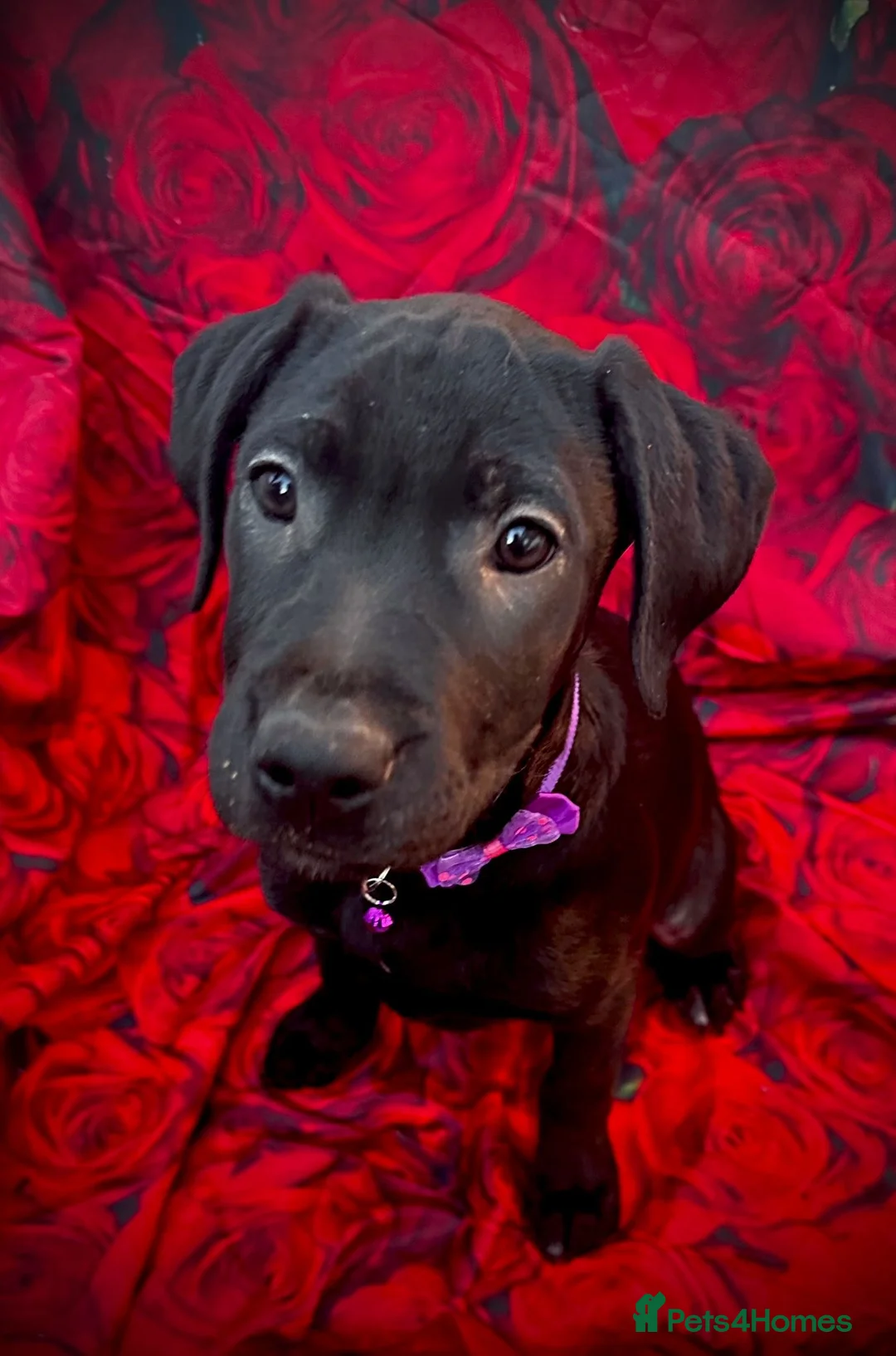 Labrador Retriever dogs for sale: Unique Happy,Healthy beautiful angels well trained - Advert 14