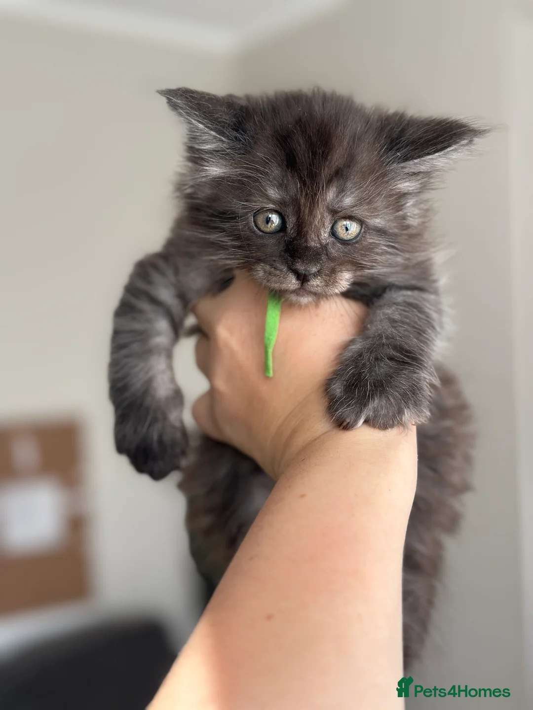 Mixed Breed cats for sale: Maine coon mix breed kittens  - Advert 32