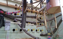 Budgerigars birds for sale: !!! YOUNG BUDGIES READY FOR REHOMING!!! - Image 3