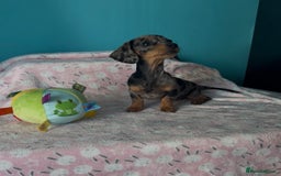 Dachshund dogs for sale: Miniature smooth kc registered daschund  - Image 3
