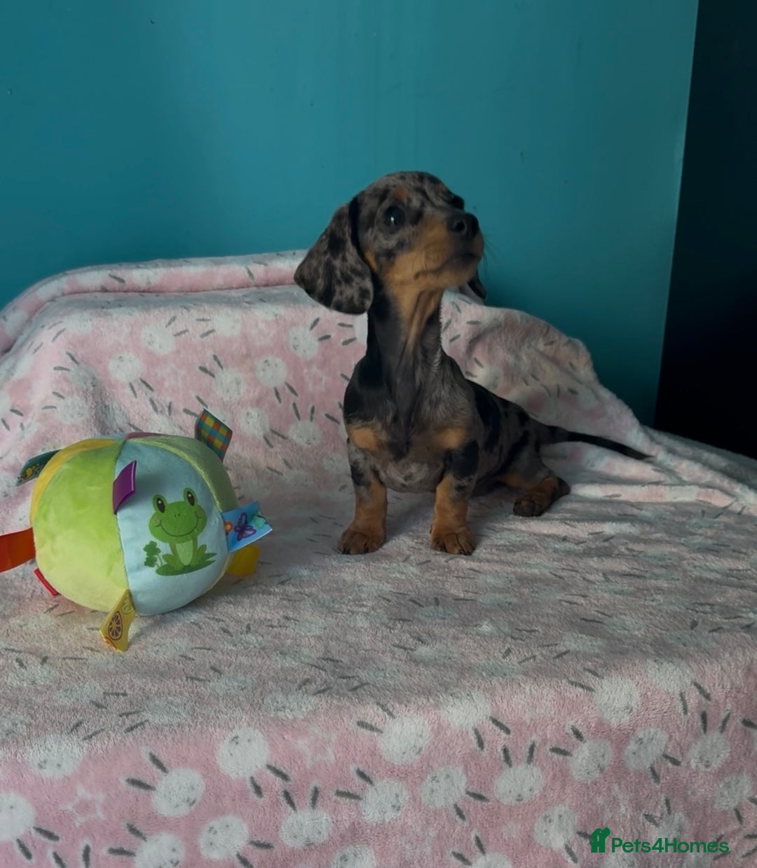Dachshund dogs for sale: Miniature smooth kc registered daschund  - Image 3