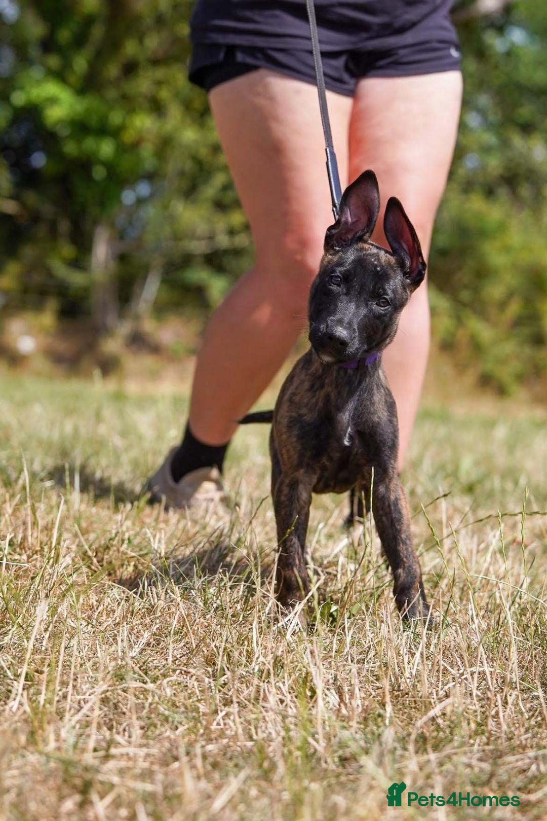 Belgian Shepherd Dog dogs Herder puppies (working lines) - Advert 5