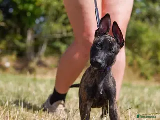 Belgian Shepherd Dog dogs Herder puppies (working lines) - Advert 5