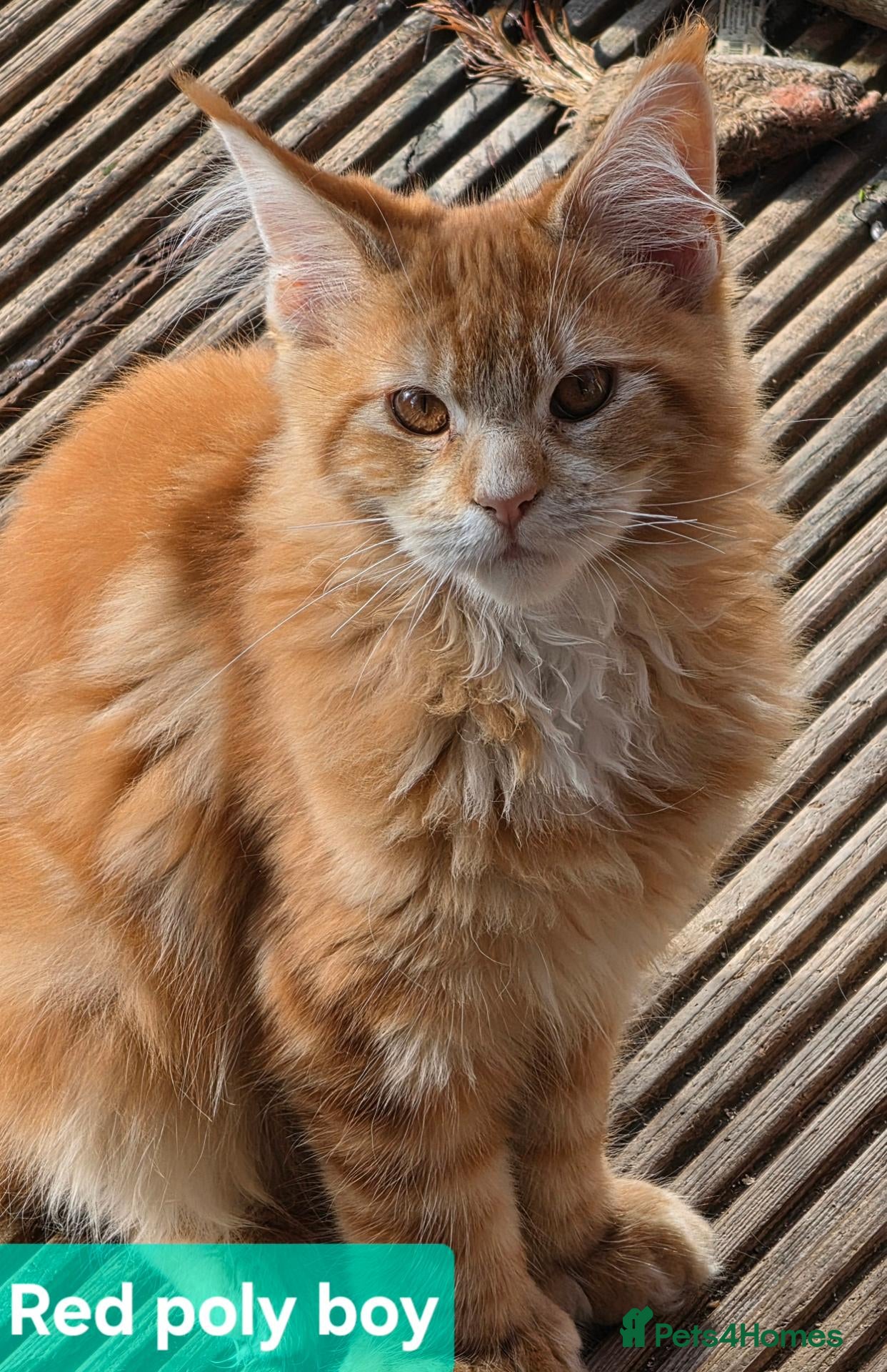 Maine Coon cats BEAUTIFUL MAINE COON KITTENS, POLY AND NON POLY  - Advert 1