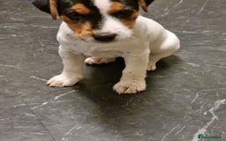 Jack Russell dogs for sale: Stunning true to type jackrussell  - Image 4