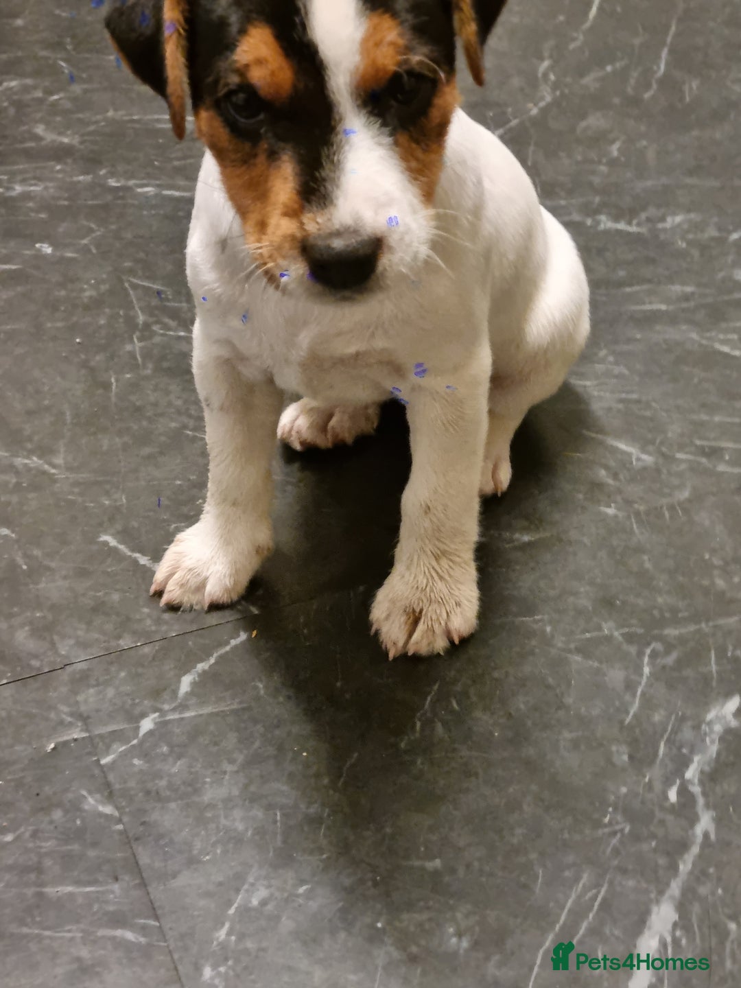 Jack Russell dogs for sale: Stunning true to type jackrussell  - Image 4