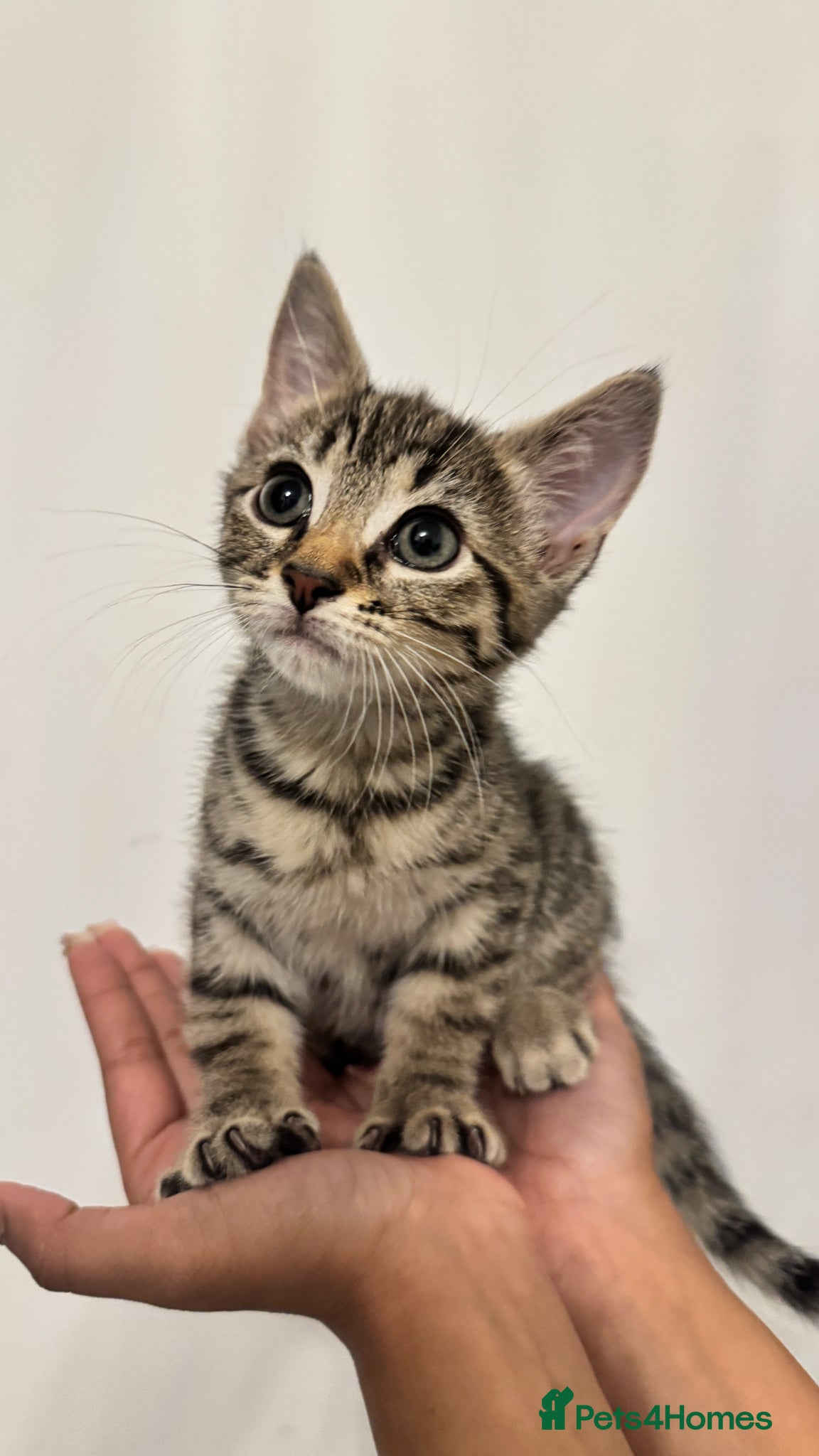 British Shorthair cats for sale: Tabby Kittens in London - Advert 1