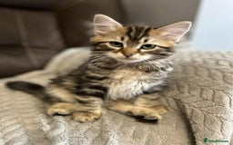 Siberian cats for sale: Purebred- Hypoallergenic Siberian Kittens - Image 19