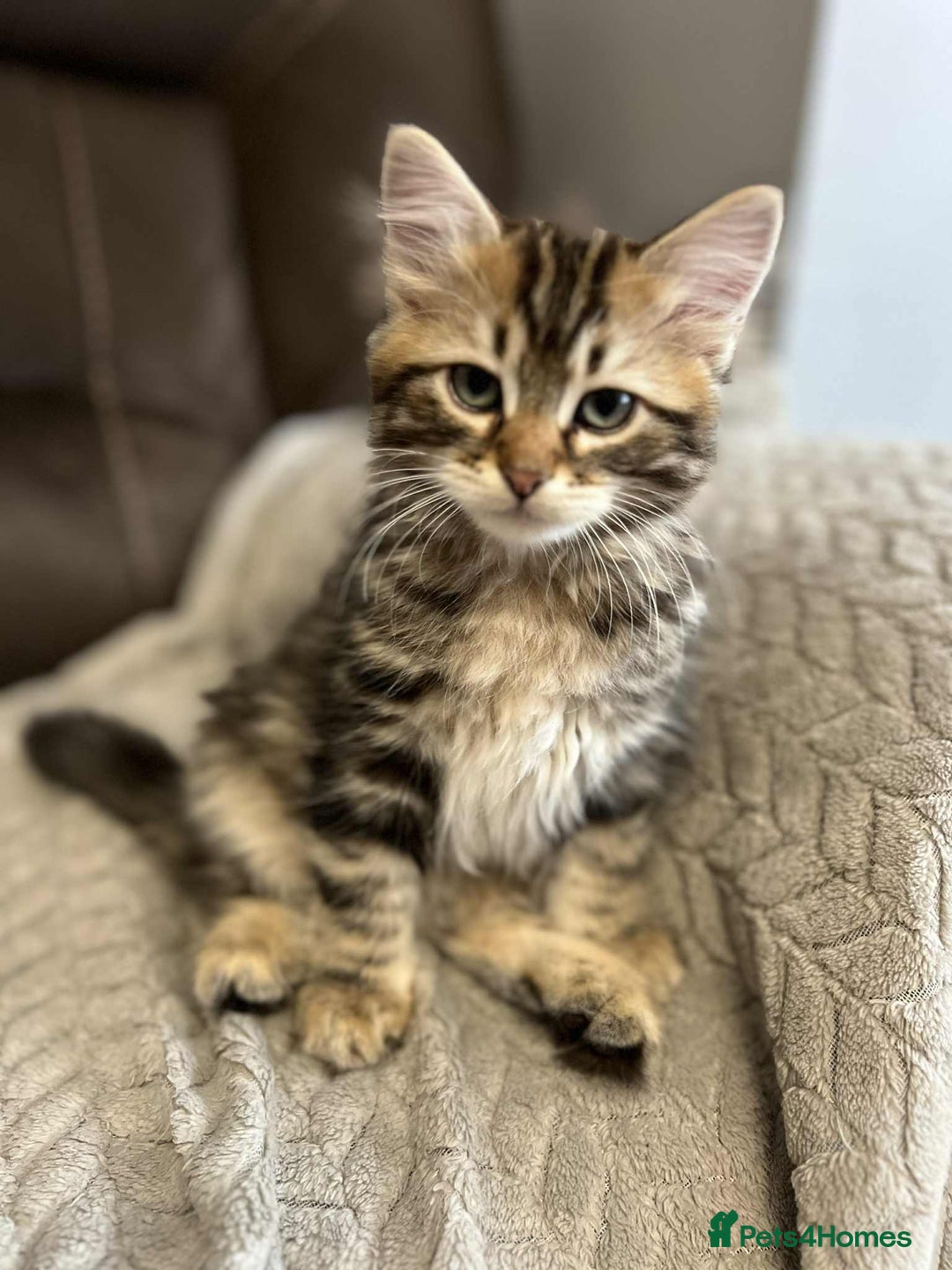 Siberian cats for sale: Purebred- Hypoallergenic Siberian Kittens - Image 19