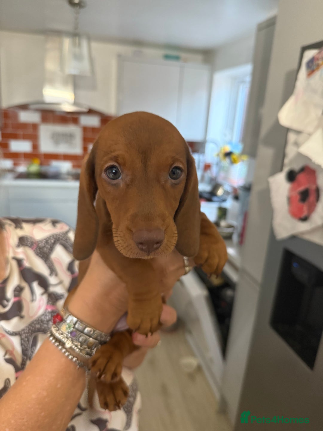 Dachshund dogs for sale: 2 Miniature Dachshunds boys - Image 11