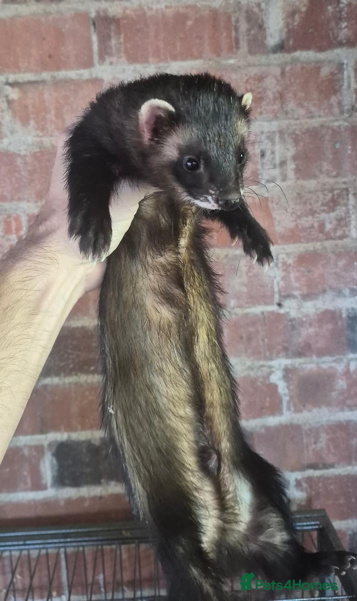 Ferret rodents Ferrets European polecat hob and polecat jill  - Advert 2