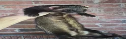 Ferret rodents for sale: Ferrets European polecat hob and polecat jill  - Advert 2