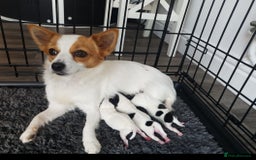Mixed Breed dogs for sale: Beautiful small jack Russell/ chihuahua  - Image 5