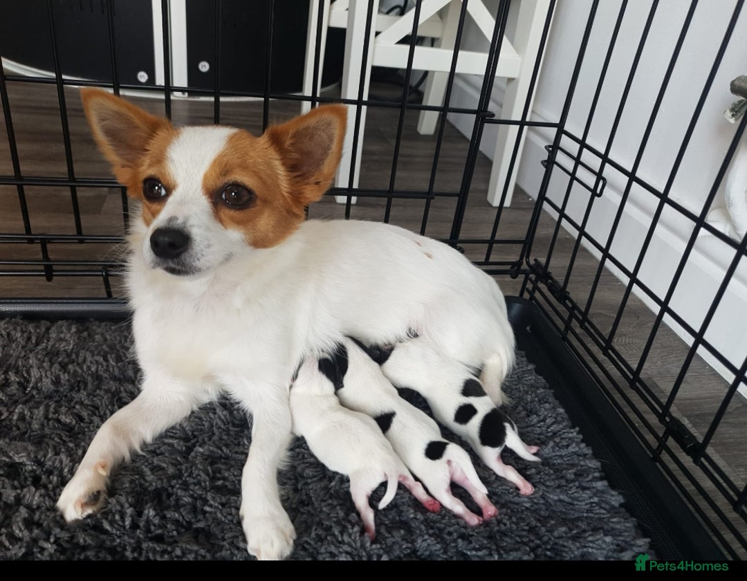Mixed Breed dogs for sale: Beautiful small jack Russell/ chihuahua  - Image 5