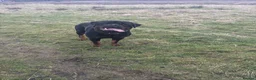 Rottweiler dogs for stud: Stunning KC reg boy now at public stud - Advert 4