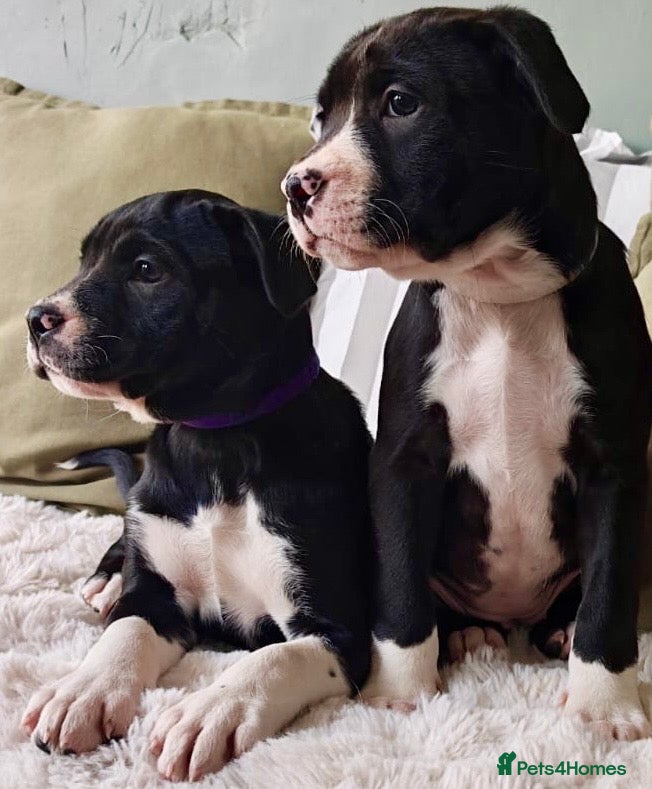 Mixed Breed dogs Olde English Bulldogge/Staffy Collie - Advert 14