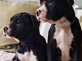 Mixed Breed dogs Olde English Bulldogge/Staffy Collie - Advert 18