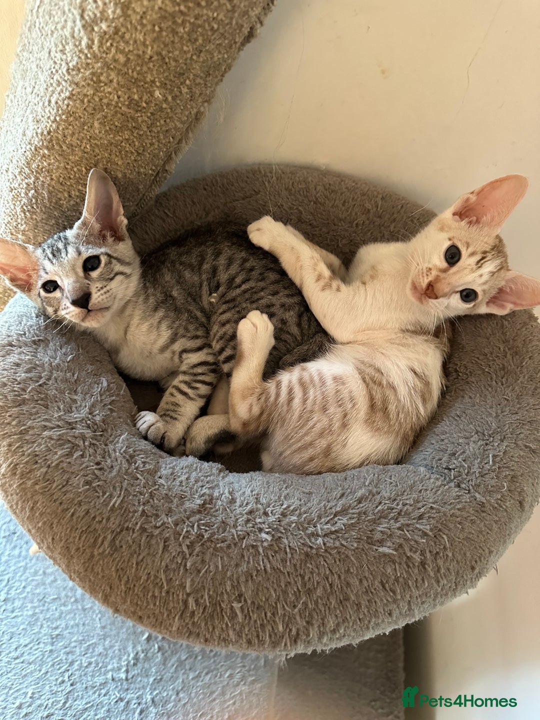 Mixed Breed cats for sale: Crossed Between Oriental short hair & White Bengal - Advert 16