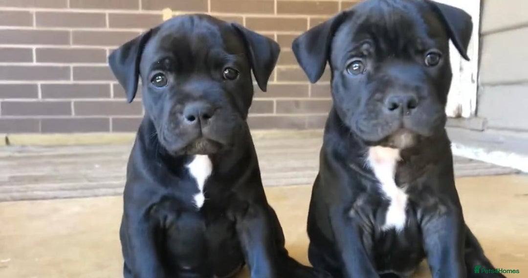 Staffordshire Bull Terrier dogs for sale: Staff Puppies  - Image 8