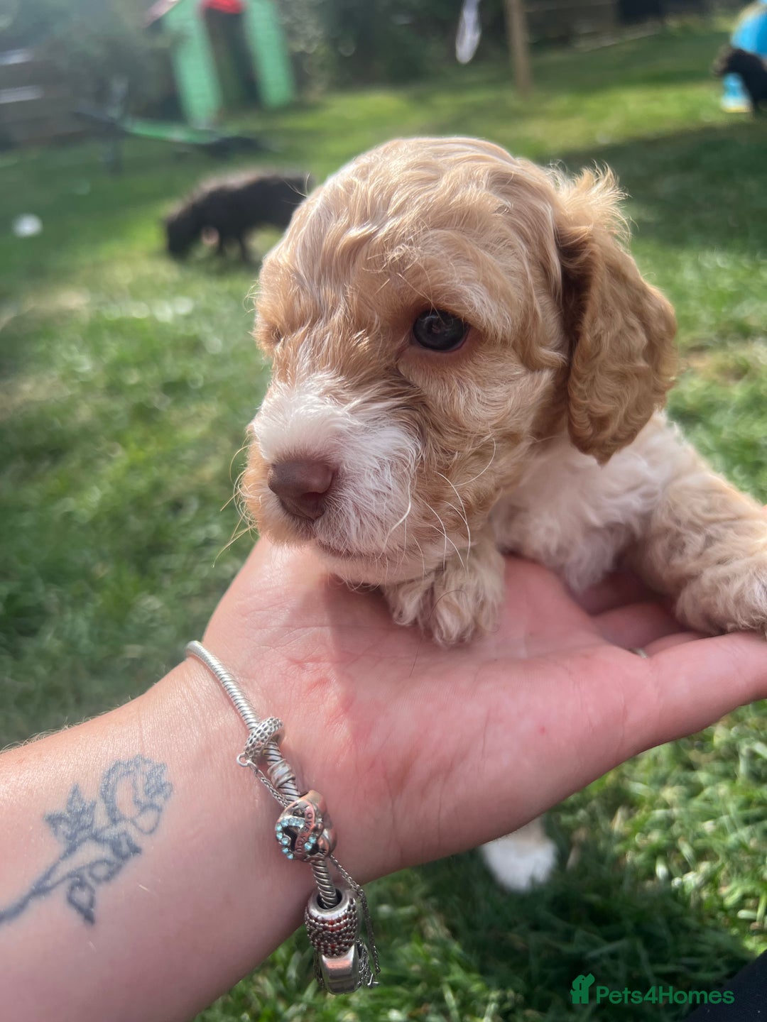 Cockapoo dogs for sale: Stunning F2 miniature cockapoo puppies  - Image 24