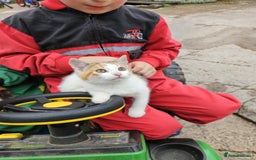Mixed Breed cats for sale: Beautiful kittens for sale - Image 8