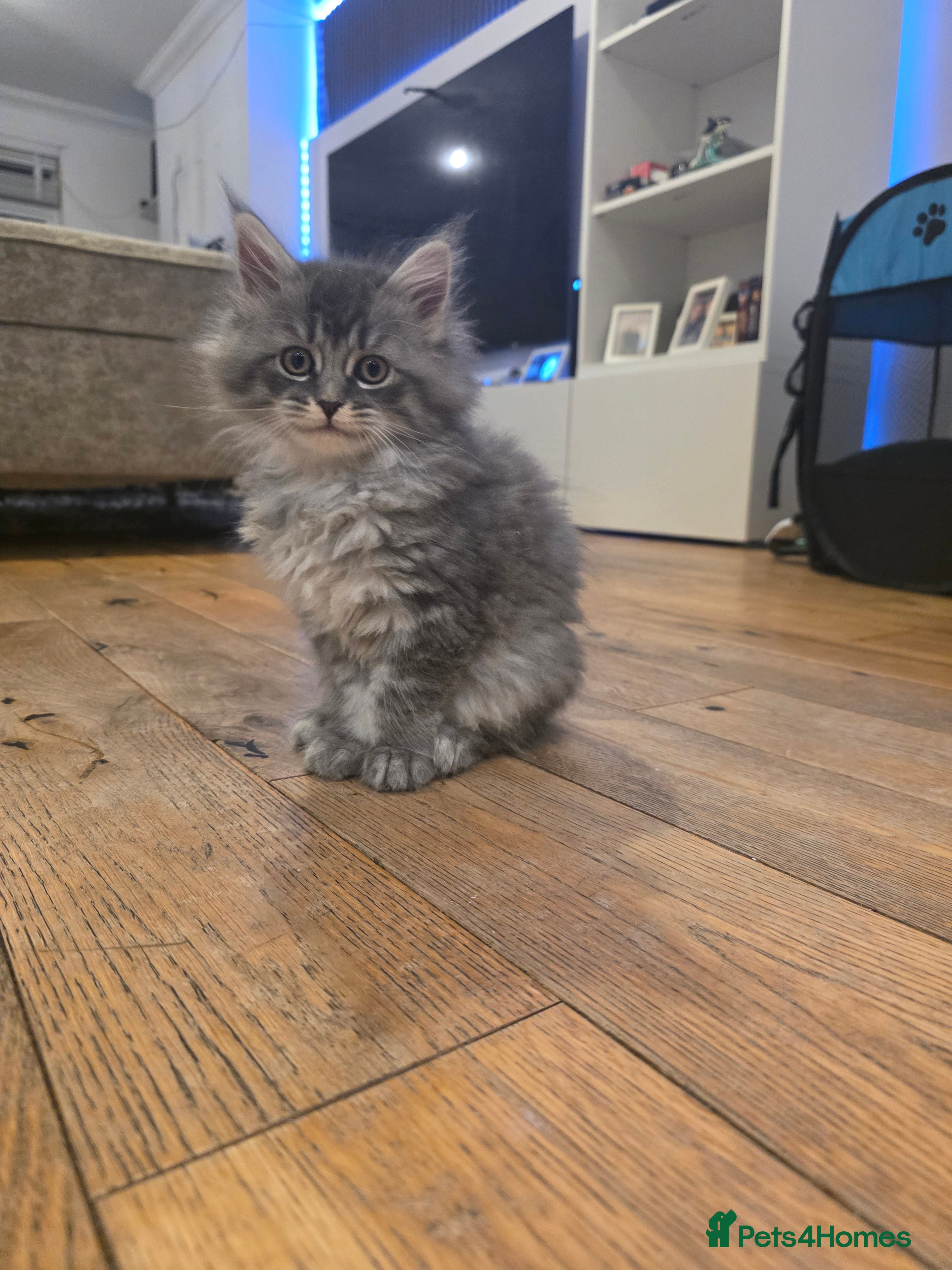 Maine Coon cats Pure maine coons kittens ready now 1 girl left  - Advert 1