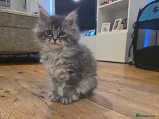 Maine Coon cats Pure maine coons kittens ready now 1 girl left - Advert 1