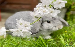 Mini Lop rabbits for sale: Lop Bunny - Image 1