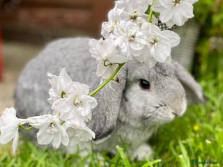 Mini Lop rabbits - Advert 33