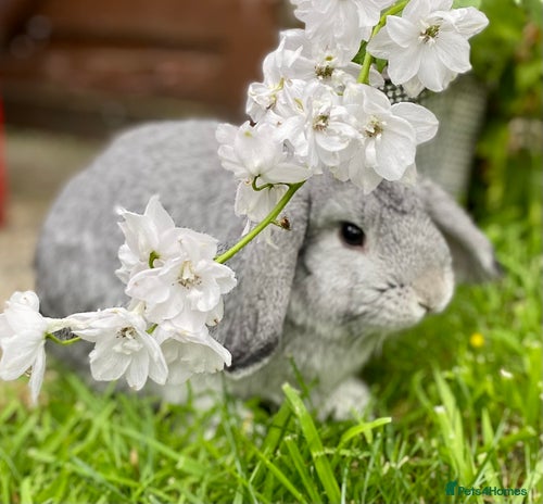 Mini Lop rabbits - Advert 7