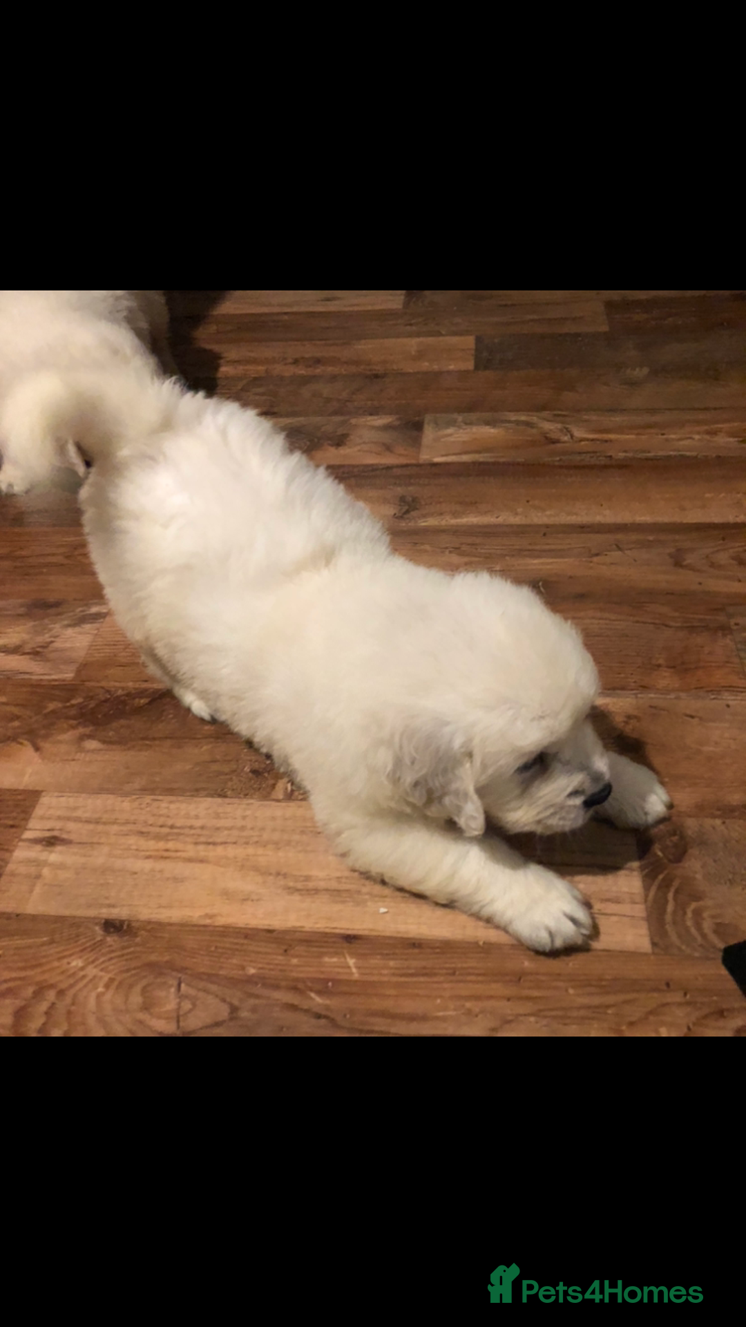 Golden Retriever dogs for sale: Show quality golden retriever puppies  - Advert 7