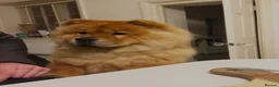 Chow Chow dogs for sale: Male Chow Chow for a new home - Advert 3