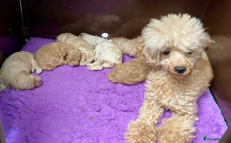 Toy Poodle dogs - Advert 12