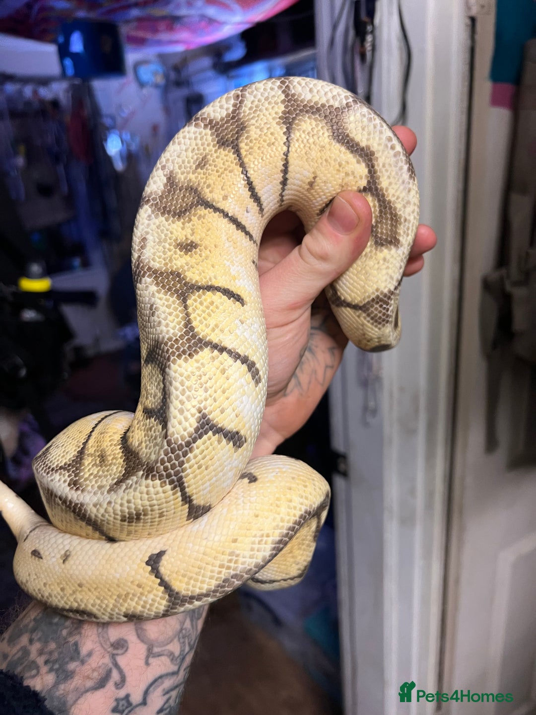 Python Snake reptiles for sale: Two pythons  - Image 2