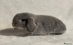 Mini Lop rabbits for sale: Pure mini lop babies to reserve  - Image 10
