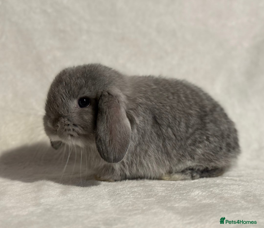 Mini Lop rabbits for sale: Pure mini lop babies to reserve  - Image 10