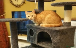 Mixed Breed cats for sale: Gorgeous Ginger Maine Coon x Kittens - Image 18