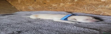 Blue collar Puppy 2