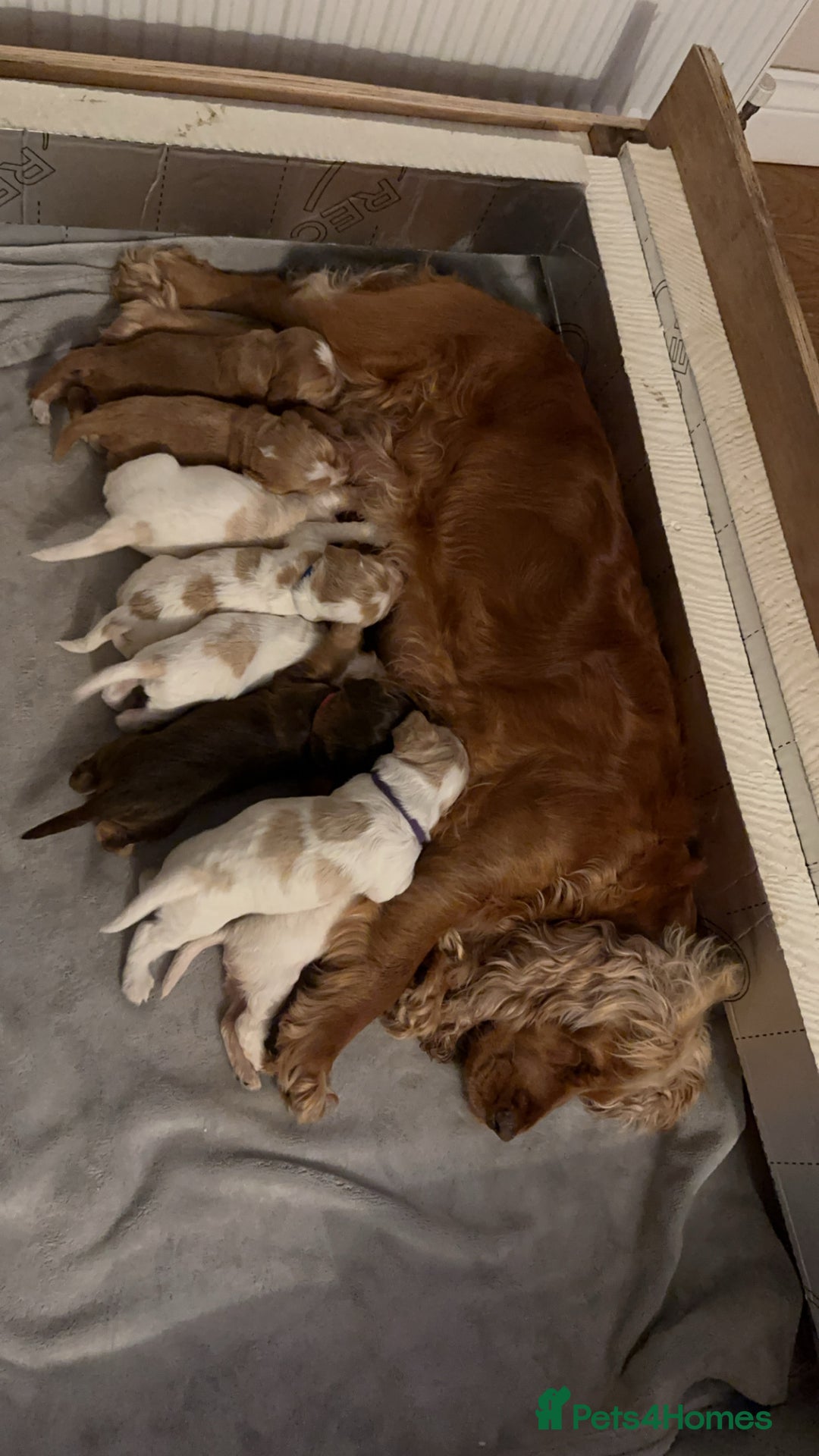 Cocker Spaniel dogs for sale: English show cocker spaniels  - Image 11