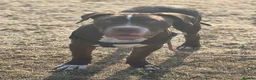 Bullmastiff dogs for sale: Spanish mastiff  - Advert 6