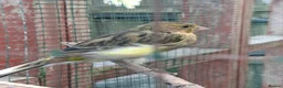 Canaries birds for sale: Canaries for sale - Advert 3